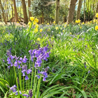 Woodlands Bluebells